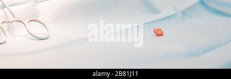 Eierstock während der Operation nach der Kastration der Katze in einer Tierklinik eingenommen Stockfoto