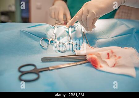 Chirurgischer Eingriff bei Notaufnahme der Tierklinik Stockfoto