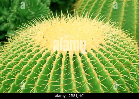 Nahaufnahme von echinocactus grusonii, einer Art grüner Pflanzen Stockfoto