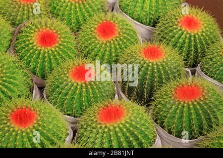 Nahaufnahme von echinocactus grusonii, einer Art grüner Pflanzen Stockfoto