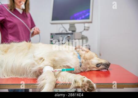 Hund bereit für Ultraschallbehandlung im Tierarztfall Stockfoto