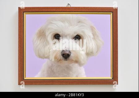 Maltesischer Hund für Erwachsene in EINEM Bilderrahmen Stockfoto