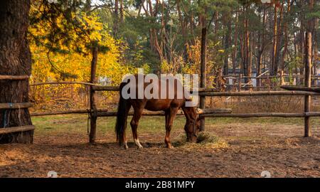 Ein braunes Pferd im Korral frisst Heu. Land. Stockfoto