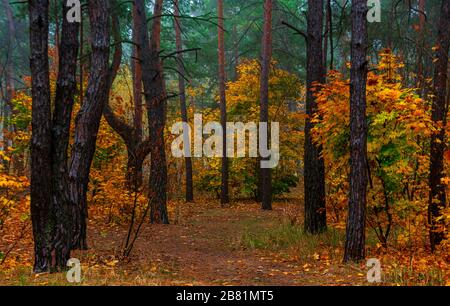 Herbstwald. Angenehmer Spaziergang in der Natur. Der Herbst malte Bäume mit seinen magischen Farben. Stockfoto