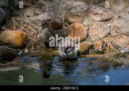 Ein winziger fröhlicher Sparren, der in Madrid ein Bad in einem Bach nimmt Stockfoto