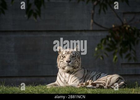 Wunderschönes Porträt des weißen männlichen bengalischen Tigers, der bei Sonnenuntergang ruht Stockfoto