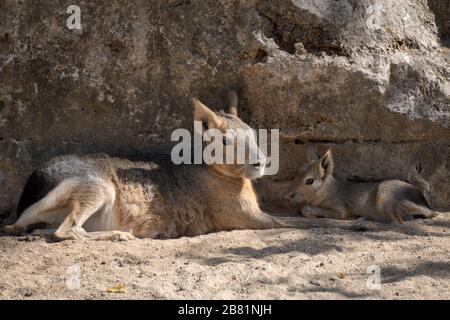 Porträt eines patagonischen Hasen mit ihrem jungen Kalb, das auf dem Sand ruht Stockfoto