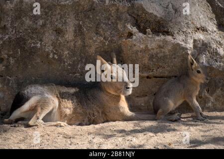 Porträt eines patagonischen Hasen mit ihrem jungen Kalb, das auf dem Sand ruht Stockfoto