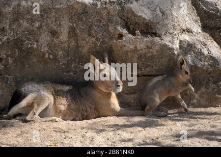 Porträt eines patagonischen Hasen mit ihrem jungen Kalb, das auf dem Sand ruht Stockfoto