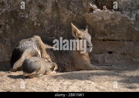 Porträt eines patagonischen Hasen mit ihrem jungen Kalb, das auf dem Sand ruht Stockfoto