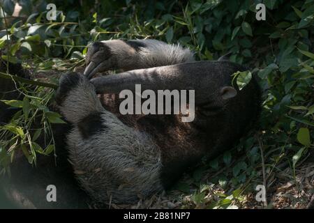 Wunderbarer Moment eines weiblichen Riesenanteaters, der mit ihrem Kalb auf dem Gras spielt Stockfoto