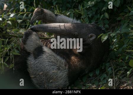 Wunderbarer Moment eines weiblichen Riesenanteaters, der mit ihrem Kalb auf dem Gras spielt Stockfoto