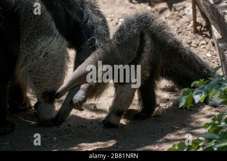 Wunderbarer Moment eines weiblichen Riesenanteaters, der mit ihrem Kalb in einem Zoo spielt Stockfoto