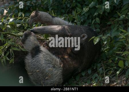 Wunderbarer Moment eines weiblichen Riesenanteaters, der mit ihrem Kalb auf dem Gras spielt Stockfoto