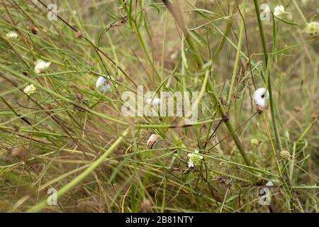 Kleine Schnecken steckten auf dem Gras in der Wiese. Stockfoto