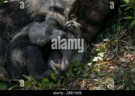 Wunderbarer Moment eines weiblichen Riesenanteaters, der mit ihrem Kalb auf dem Gras spielt Stockfoto