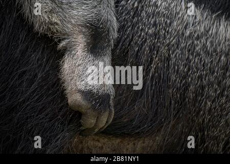 Detail der Pfoten eines jungen Baby-Riesen-Anteaters Stockfoto