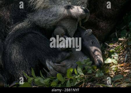 Wunderbarer Moment eines weiblichen Riesenanteaters, der mit ihrem Kalb auf dem Gras spielt Stockfoto