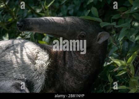 Wunderbarer Moment eines weiblichen Riesenanteaters, der mit ihrem Kalb auf dem Gras spielt Stockfoto
