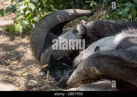 Wunderbarer Moment eines weiblichen Riesenanteaters, der mit ihrem Kalb auf dem Gras spielt Stockfoto