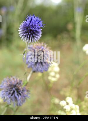 Violette Blumen in der Natur. Schöne blaue Kugeldistel mit Wespe in einem Garten, in der Nähe.Echinops banaticus Blue Glow Globe Thistle. Stockfoto