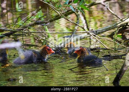 Eurasische Coot Chicks ( Fulica ATRA ) in einem Teich Stockfoto