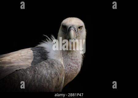 Porträt des Gesichts eines auf schwarzem Hintergrund isolierten Greifgeiers Stockfoto