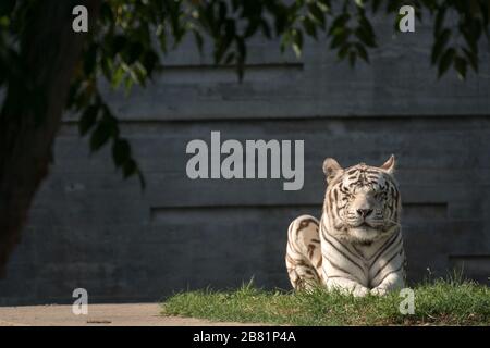 Wunderschönes Porträt des weißen männlichen bengalischen Tigers, der bei Sonnenuntergang ruht Stockfoto