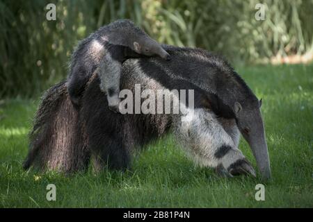 Porträt eines riesigen Anteaters, der seine Wade auf dem Rücken trägt, der auf dem Gras läuft Stockfoto