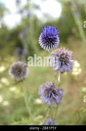 Echinops banaticus Blue Glow Globe Thistle in der Natur mit grün verschwommenem Hintergrund. Stockfoto