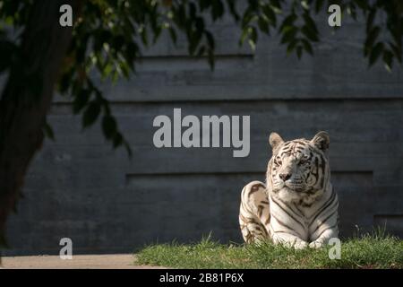 Wunderschönes Porträt des weißen männlichen bengalischen Tigers, der bei Sonnenuntergang ruht Stockfoto