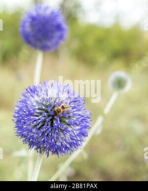 Echinops banaticus Blue Glow Globe Thistle in einer Wiese mit einer Biene auf der Blume. Stockfoto