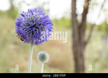 Echinops banaticus Blue Glow Globe Thistle Blume. Biene auf der Echinops banaticus Blue Glow Globe Thistle auf einer Wiese mit verschwommenem Hintergrund. Stockfoto