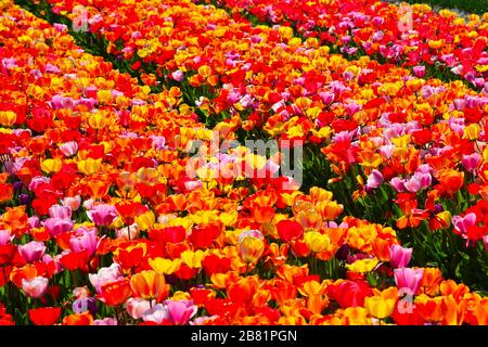 Lisse, die Netherlands-Mai 2019: Nahaufnahme eines Feldes von Tulpen mit gemischter Farbe, die nahezu abstraktes Bild mit vollem Fokus in der Mitte erzeugen Stockfoto