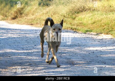 Hundelauf, Wachhundelauf, heftiger Hund Vorsicht, hässlicher Hund Stockfoto