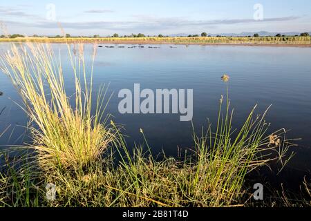 Blick von der Zimbabwe-Seite über den Zambezi-Fluss, vorbei an einer Gruppe Flusspferden zu den Bergen in Sambia Stockfoto