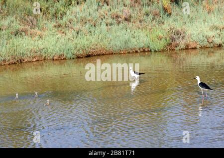 Vater und Mutter Bird schützen die Hühner am Teich Stockfoto