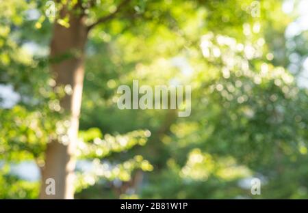 Verschwommenes Bokeh von Baumgarten im Morgenhintergrund, Frühlingssaison oder Ideen für ein grünes Konzept Stockfoto