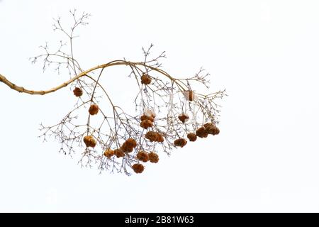 Teak-Pollen-Blume trocken auf weißem Grund, Blume trocken, Teakholz Baumbund trocken Stockfoto