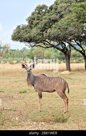 Großartiges größeres Kudu-Männchen, Simbabwe Stockfoto