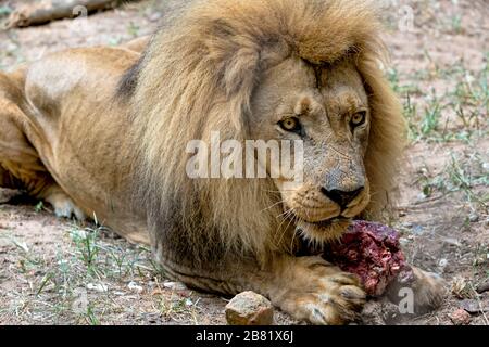 Porträt des afrikanischen Löwen auf dem Boden mit Fleisch Stockfoto