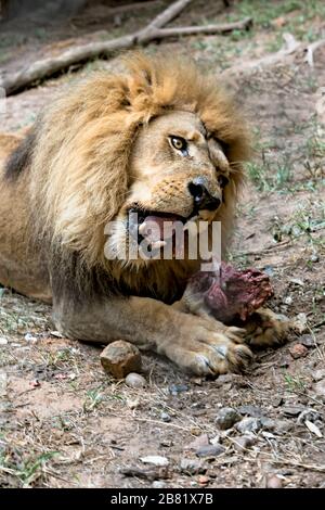 Porträt des afrikanischen Löwen auf dem Boden mit Fleisch Stockfoto