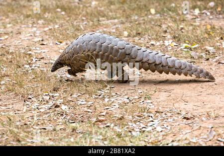 Einzelne Pangolin, die über Savannengrünland verläuft Stockfoto