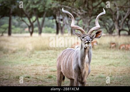 Großartiges größeres Kudu-Männchen, Simbabwe Stockfoto