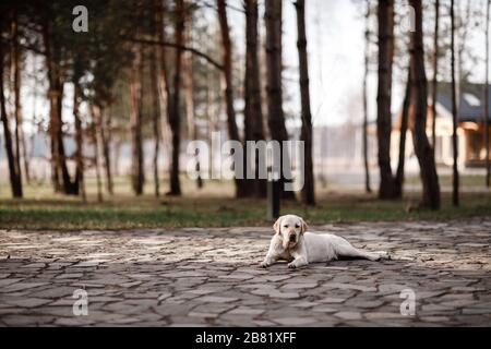 Einsame Labrador Retriever Entspannung im Park. Selektive Fokussierung Stockfoto