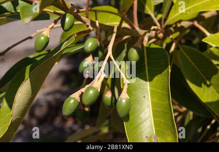 Reife Früchte von Persea indica, einer von vier Arten der Lorbeer-Familie auf den Kanarischen Inseln. Sie ist auf den Canarys und auf Madeira endemisch Stockfoto