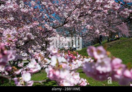 München, Deutschland. März 2020. Blühende Kirschbäume stehen im Olympiapark. Credit: Sven Hoppe / dpa / Alamy Live News Stockfoto