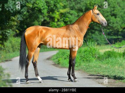 Bay Akhal Teke Pferd steht im Sommer auf der Asphaltstraße in der Nähe des Rasenfeldes. Stockfoto