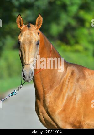Bay Akhal Teke-Hengst, der in einem Wald steht. Tierpotrait. Stockfoto