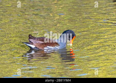 Eine gewöhnliche Gallinule (Gallinula galeata), die auf der Wasseroberfläche im Merritt Island National Wildlife Refuge, Florida, USA, schwimmt. Stockfoto